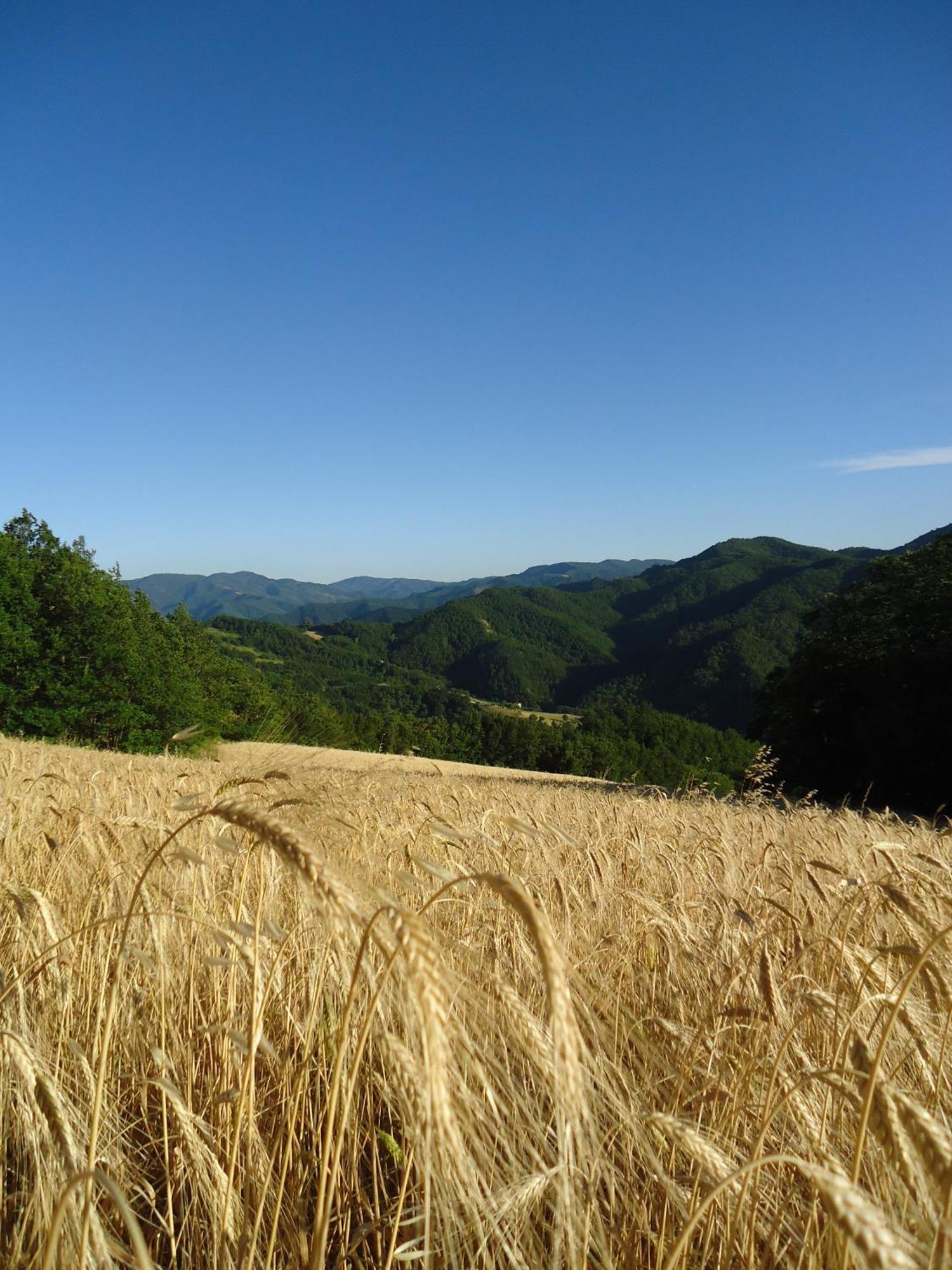 Agriturismo I Monti di Salecchio Villa Palazzuolo Sul Senio Esterno foto