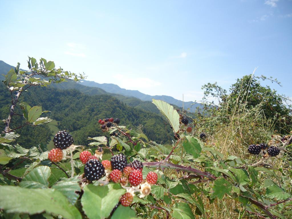 Agriturismo I Monti di Salecchio Villa Palazzuolo Sul Senio Esterno foto